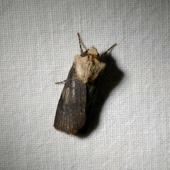 Agrotis puta