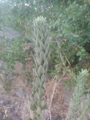 Heterotheca grandiflora