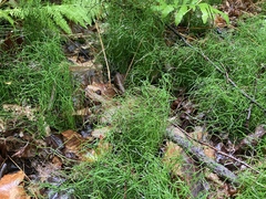 Equisetum scirpoides