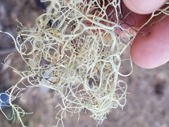 Alectoria sarmentosa