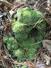 Leucobryum