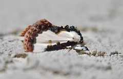 Eudryas unio