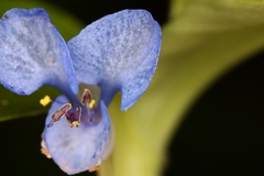Commelina diffusa