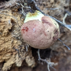 Boletus smithii