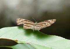 Neptis