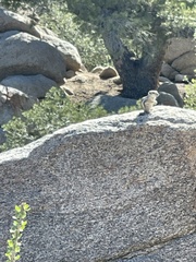 Ammospermophilus leucurus