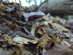 Cortinarius iodes