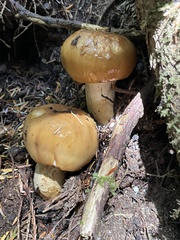 Russula fragrantissima