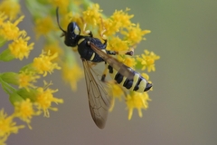 Cerceris arenaria