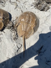 Limulus polyphemus