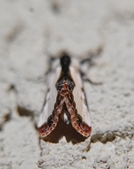 Eudryas unio