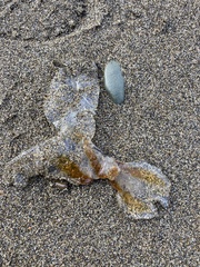 Chrysaora melanaster