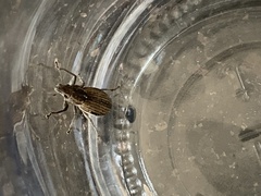 Naupactus leucoloma