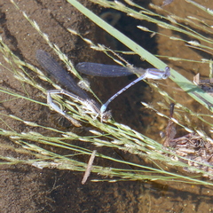Argia hinei