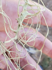 Alectoria sarmentosa