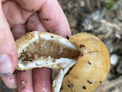 Russula fragrantissima