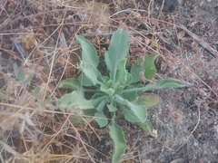 Heterotheca grandiflora