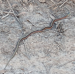 Thamnophis elegans terrestris