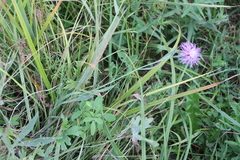 Centaurea jacea