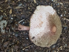 Leucoagaricus americanus