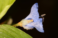 Commelina diffusa
