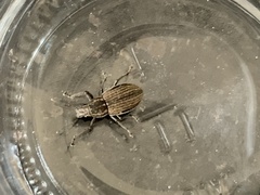 Naupactus leucoloma