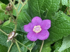 Rubus odoratus