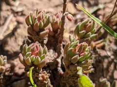 Sedum lanceolatum