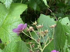 Rubus odoratus