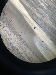 Charadriiformes