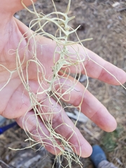 Alectoria sarmentosa