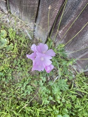 Malva alcea