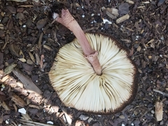 Leucoagaricus americanus