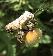 Araneus trifolium