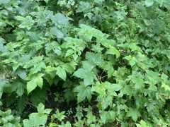Rubus odoratus
