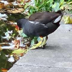 Gallinula chloropus