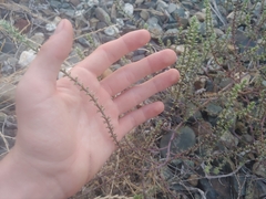 Salsola tragus