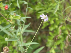 Scabiosa columbaria