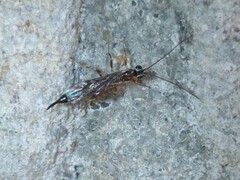 Clistopyga incitator