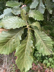 Quercus muehlenbergii