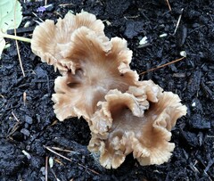 Hohenbuehelia petaloides