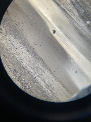 Charadriiformes