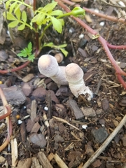 Leucoagaricus americanus
