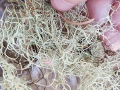 Alectoria sarmentosa