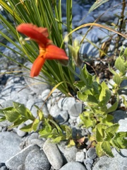 Erythranthe cardinalis