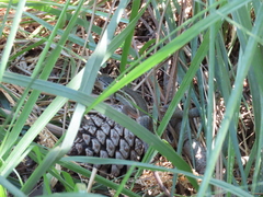 Psammodromus algirus