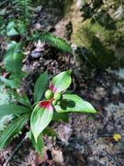 Medeola virginiana