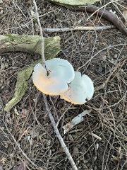 Pleurotus dryinus
