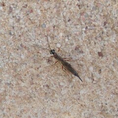 Clistopyga incitator