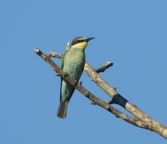 Merops apiaster
